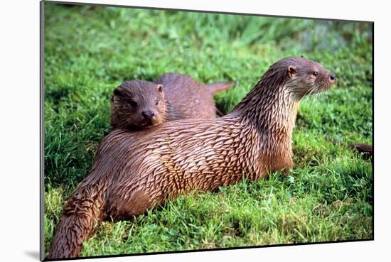 Otters-Peter Thompson-Mounted Photographic Print