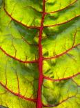 A Chard Leaf-Ottmar Diez-Photographic Print