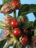 Ashwagandha Berries on Branch-Ottmar Diez-Framed Photographic Print