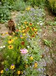 Colourful Summer Flowers in Garden-Ottmar Diez-Framed Photographic Print