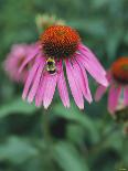 Purple Coneflower (Echinacea Purpurea) with Bee-Ottmar Diez-Photographic Print