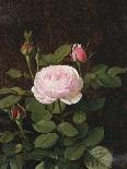 Roses and Convulvulus in a Vase-Otto Didrik Ottesen-Giclee Print