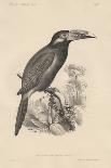 Selenidera Spectabilis, Litho by Bowen and Co., 1850-Otto Koehler-Giclee Print
