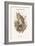 Otus Vulgaris - Long-Eared Owl-John Gould-Framed Art Print