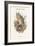 Otus Vulgaris - Long-Eared Owl-John Gould-Framed Art Print