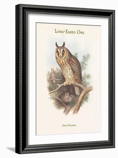 Otus Vulgaris - Long-Eared Owl-John Gould-Framed Art Print