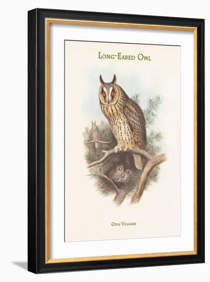 Otus Vulgaris - Long-Eared Owl-John Gould-Framed Art Print