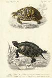 Antique Turtle Duo II-Oudart-Art Print