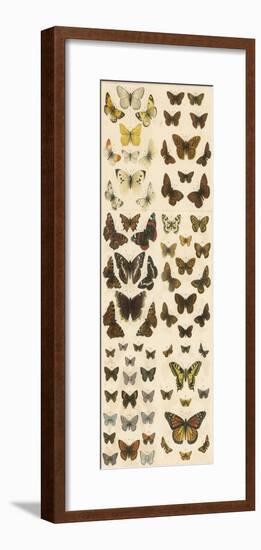 Our British Butterflies-English School-Framed Giclee Print