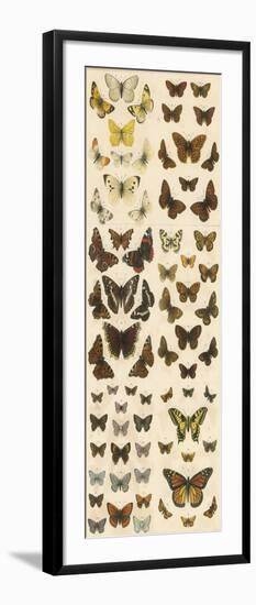 Our British Butterflies-English School-Framed Giclee Print