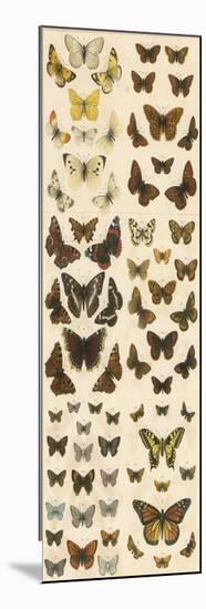 Our British Butterflies-English School-Mounted Giclee Print