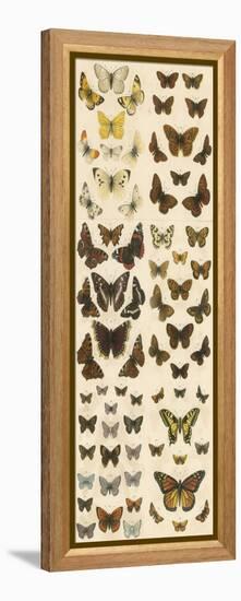Our British Butterflies-English School-Framed Premier Image Canvas