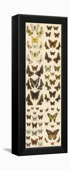 Our British Butterflies-English School-Framed Premier Image Canvas