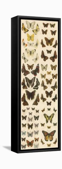 Our British Butterflies-English School-Framed Premier Image Canvas