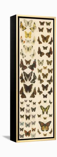 Our British Butterflies-English School-Framed Premier Image Canvas