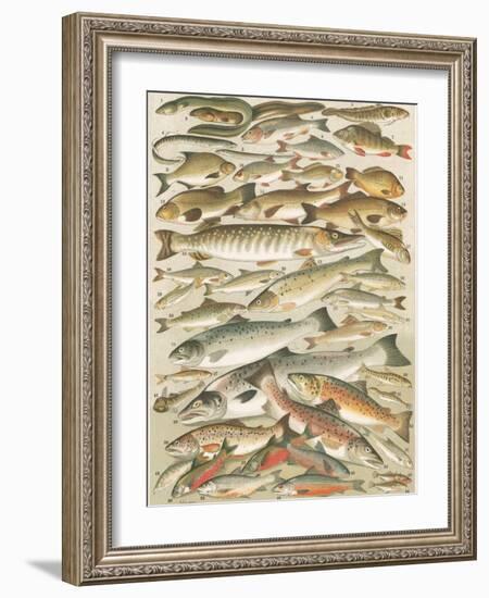 Our British Fresh Water Fish-English School-Framed Giclee Print