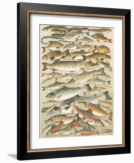 Our British Fresh Water Fish-English School-Framed Giclee Print