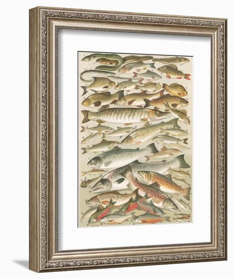 Our British Fresh Water Fish-English School-Framed Giclee Print