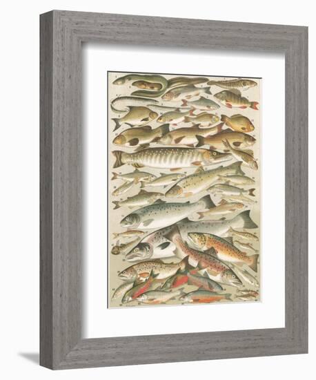 Our British Fresh Water Fish-English School-Framed Giclee Print