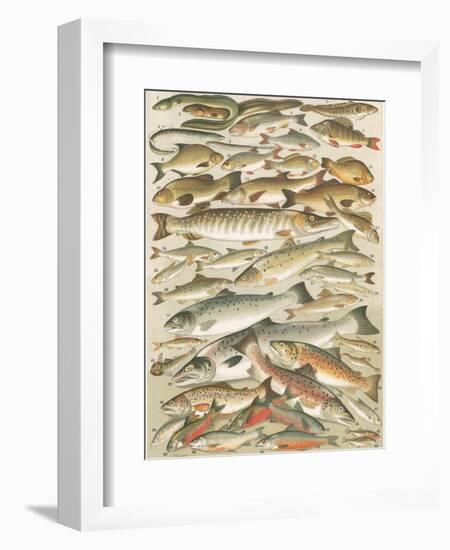 Our British Fresh Water Fish-English School-Framed Giclee Print