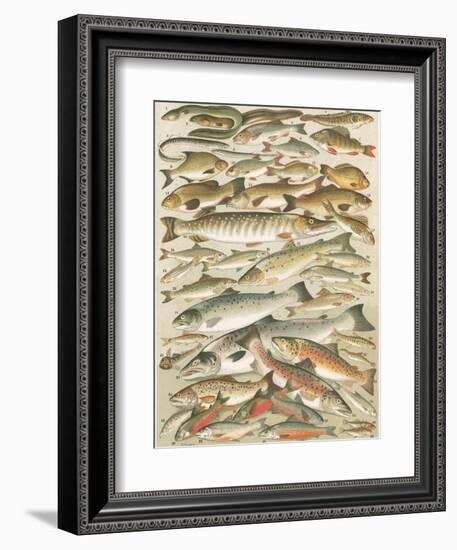 Our British Fresh Water Fish-English School-Framed Giclee Print