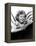 Our Little Girl, Shirley Temple, 1935-null-Framed Stretched Canvas