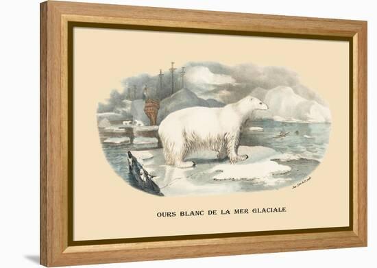 Ours Blanc de la Mer Glaciale-E.f. Noel-Framed Stretched Canvas