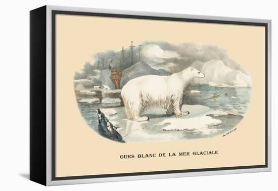 Ours Blanc de la Mer Glaciale-E.f. Noel-Framed Stretched Canvas