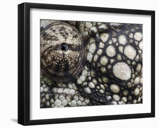 Oustalet's Chameleon Close-Up of Face, Madagascar-Edwin Giesbers-Framed Photographic Print