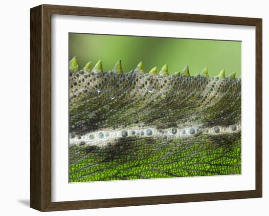 Oustalet's Chameleon Close-Up of the Spines on its Back, Madagascar-Edwin Giesbers-Framed Photographic Print