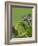 Oustalet's Chameleon on Branch, Madagascar-Edwin Giesbers-Framed Photographic Print