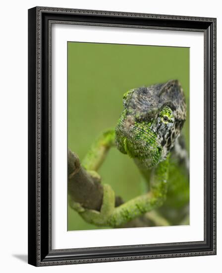 Oustalet's Chameleon on Branch, Madagascar-Edwin Giesbers-Framed Photographic Print