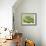 Oustalet's Chameleon Portrait, Madagascar-Edwin Giesbers-Framed Photographic Print displayed on a wall