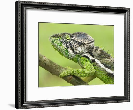 Oustalet's Chameleon Portrait, Madagascar-Edwin Giesbers-Framed Photographic Print