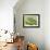 Oustalet's Chameleon Portrait, Madagascar-Edwin Giesbers-Framed Photographic Print displayed on a wall