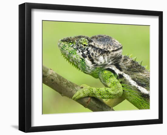 Oustalet's Chameleon Portrait, Madagascar-Edwin Giesbers-Framed Photographic Print