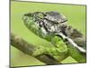 Oustalet's Chameleon Portrait, Madagascar-Edwin Giesbers-Mounted Photographic Print