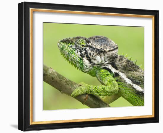 Oustalet's Chameleon Portrait, Madagascar-Edwin Giesbers-Framed Photographic Print