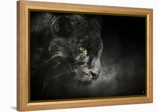 Out of the Shadows Black Leopard-Jai Johnson-Framed Premier Image Canvas