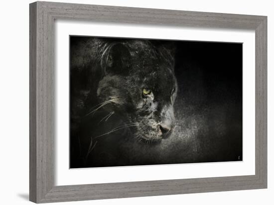 Out of the Shadows Black Leopard-Jai Johnson-Framed Giclee Print