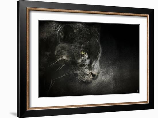 Out of the Shadows Black Leopard-Jai Johnson-Framed Giclee Print