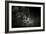 Out of the Shadows Black Leopard-Jai Johnson-Framed Giclee Print