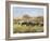 Out to Pasture II-Ethan Harper-Framed Art Print