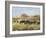 Out to Pasture II-Ethan Harper-Framed Art Print