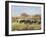 Out to Pasture II-Ethan Harper-Framed Art Print