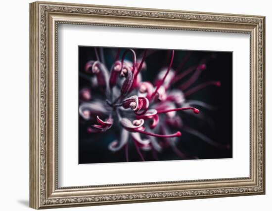 Outbreak-Philippe Sainte-Laudy-Framed Photographic Print