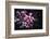 Outbreak-Philippe Sainte-Laudy-Framed Photographic Print