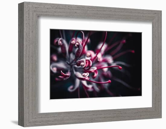 Outbreak-Philippe Sainte-Laudy-Framed Photographic Print