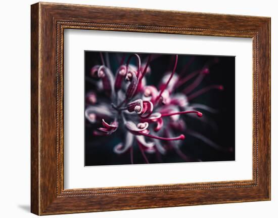 Outbreak-Philippe Sainte-Laudy-Framed Photographic Print