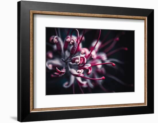 Outbreak-Philippe Sainte-Laudy-Framed Photographic Print